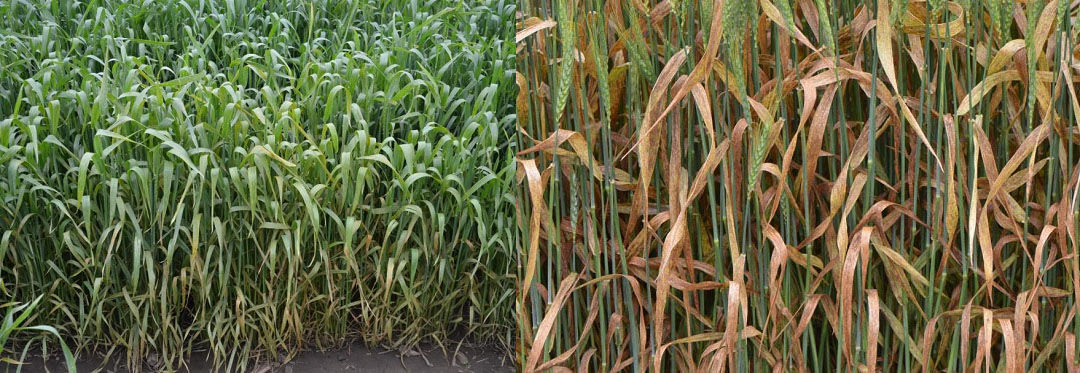 Guarding against wheat rust